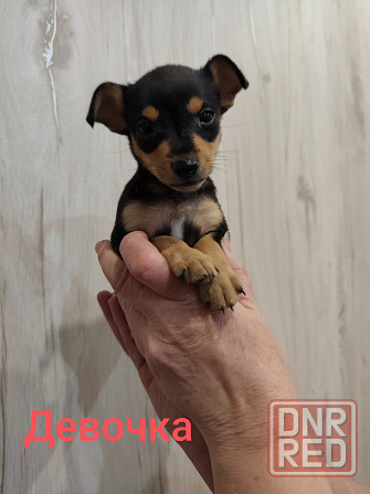 Щенки той-терьер стандарт Донецк - изображение 2