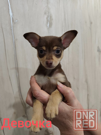 Щенки той-терьер стандарт Донецк - изображение 1