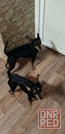 Щенки той-терьер стандарт Донецк - изображение 5