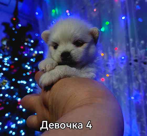 Щенки померанского шпица. Донецк