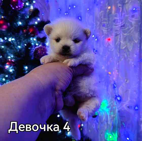 Щенки померанского шпица. Донецк