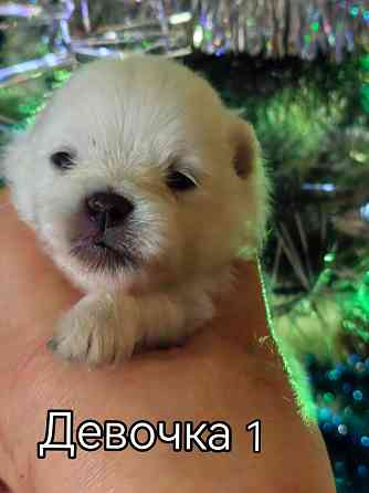 Щенки померанского шпица. Донецк