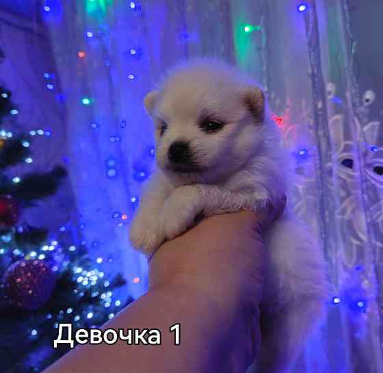 Щенки померанского шпица. Донецк