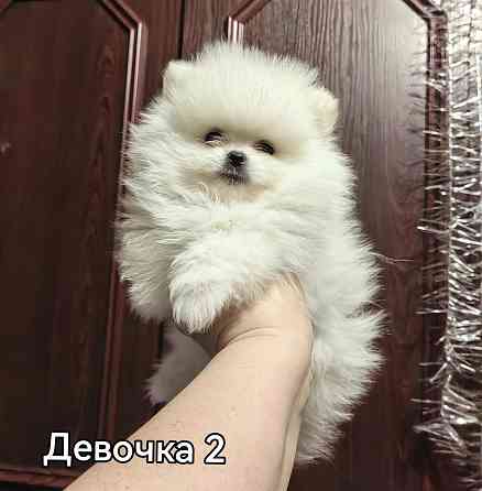 Щенки померанского шпица. Донецк