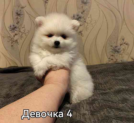 Щенки померанского шпица. Донецк