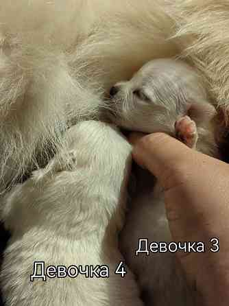 Щенки померанского шпица. Донецк