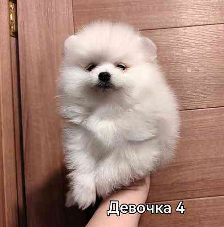 Белоснежная девочка померанского шпица. Донецк