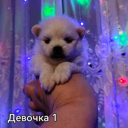 Щенки померанского шпица. Донецк