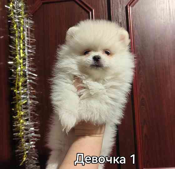 Щенки померанского шпица. Донецк