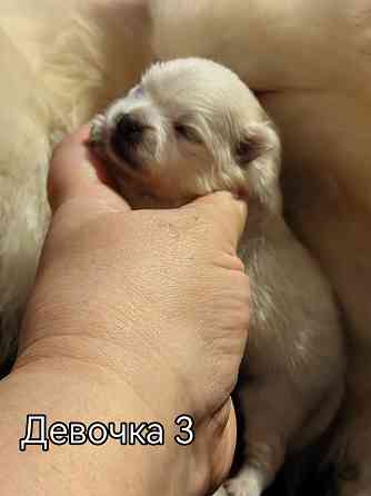 Щенки померанского шпица. Донецк