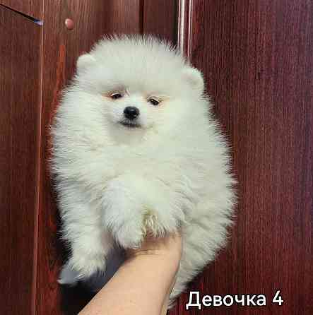 Белоснежная девочка померанского шпица. Донецк