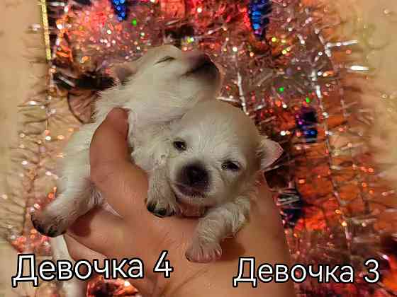 Щенки померанского шпица. Донецк