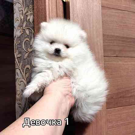 Щенки померанского шпица. Донецк