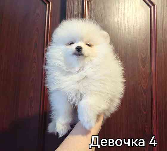 Белоснежная девочка померанского шпица. Донецк