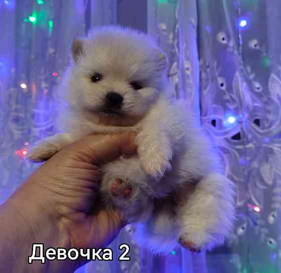 Щенки померанского шпица. Донецк