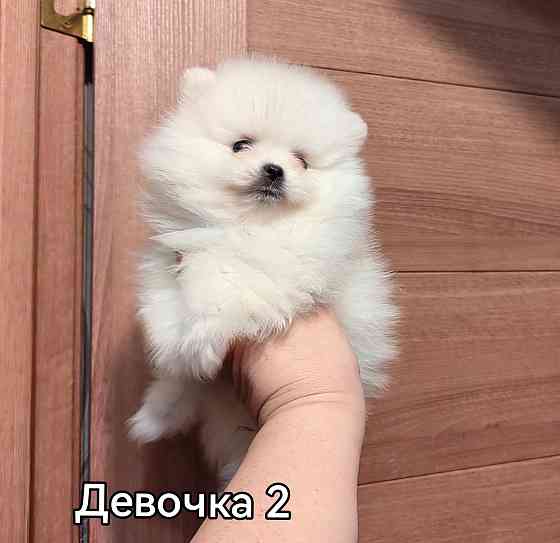 Щенки померанского шпица. Донецк