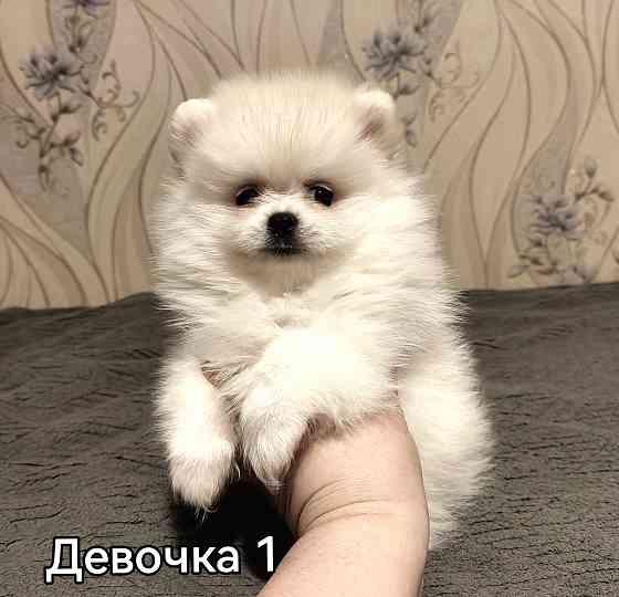 Щенки померанского шпица. Донецк