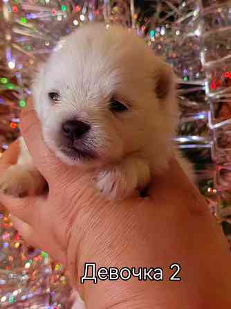 Щенки померанского шпица. Донецк