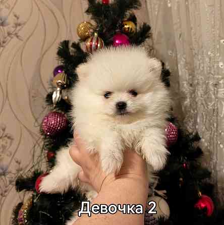 Щенки померанского шпица. Донецк