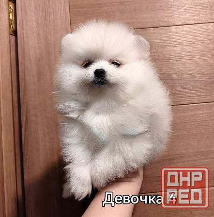 Белоснежная девочка померанского шпица. Донецк - изображение 5