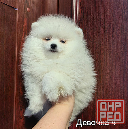 Белоснежная девочка померанского шпица. Донецк - изображение 1