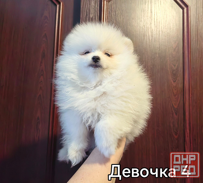 Белоснежная девочка померанского шпица. Донецк - изображение 2