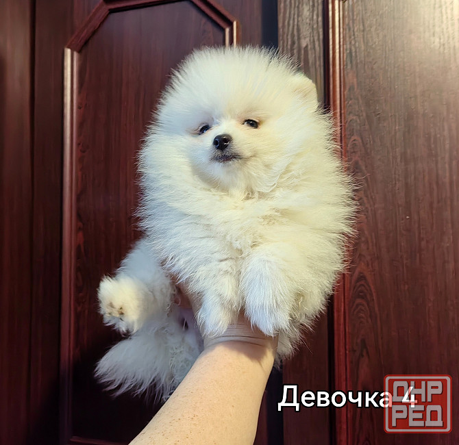 Белоснежная девочка померанского шпица. Донецк - изображение 3
