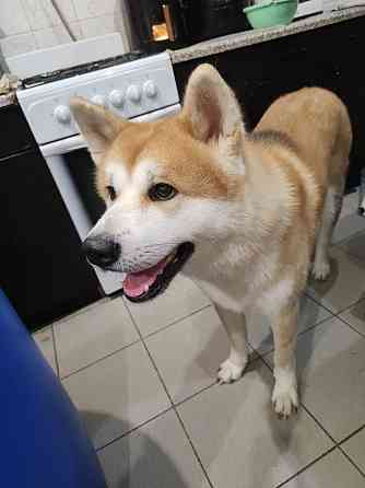 Акита-ину японская вязка Донецк