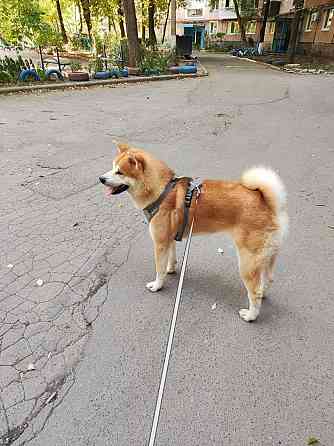 Акита-ину японская вязка Донецк