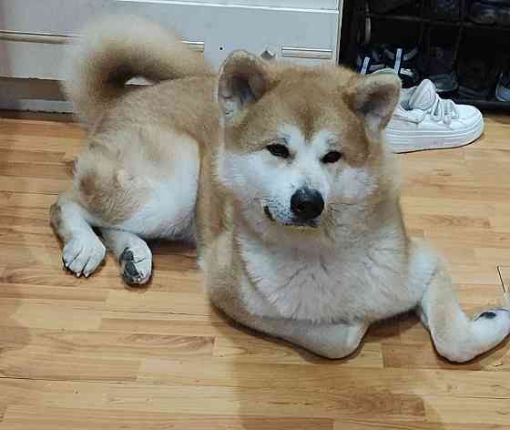Акита-ину японская вязка Донецк