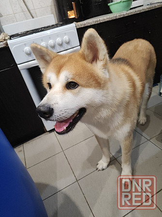 Акита-ину японская вязка Донецк - изображение 1