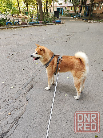 Акита-ину японская вязка Донецк - изображение 3