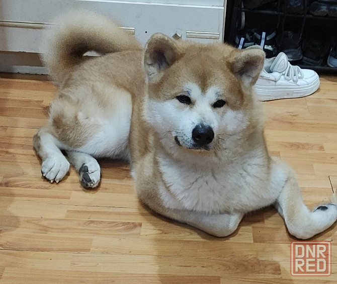 Акита-ину японская вязка Донецк - изображение 2