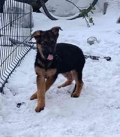 Щенок немецкая овчарка подросший 3месяца ! Макеевка