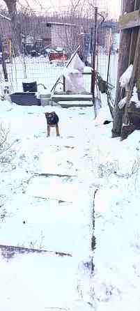 Щенок немецкая овчарка подросший 3месяца ! Макеевка