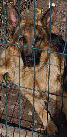 Щенок немецкая овчарка подросший 3месяца ! Макеевка