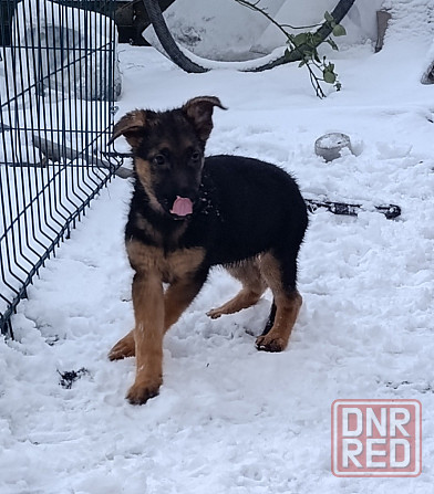 Щенок немецкая овчарка подросший 3месяца ! Макеевка - изображение 1