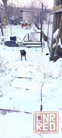 Щенок немецкая овчарка подросший 3месяца ! Макеевка - изображение 3