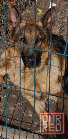 Щенок немецкая овчарка подросший 3месяца ! Макеевка - изображение 2