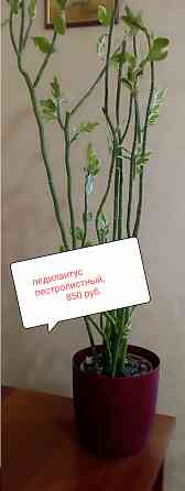 Педилантус пестролистный с горшком Донецк