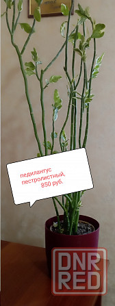 Педилантус пестролистный с горшком Донецк - изображение 1