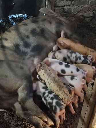 Продам поросят Мариуполь