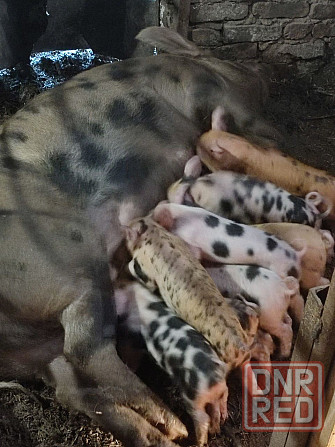 Продам поросят Мариуполь - изображение 1