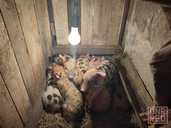 Продам поросят Мариуполь - изображение 2