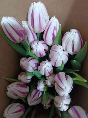 Тюльпаны к празднику Донецк