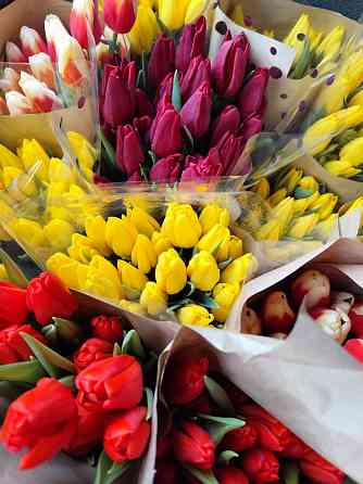 Тюльпаны к празднику Донецк