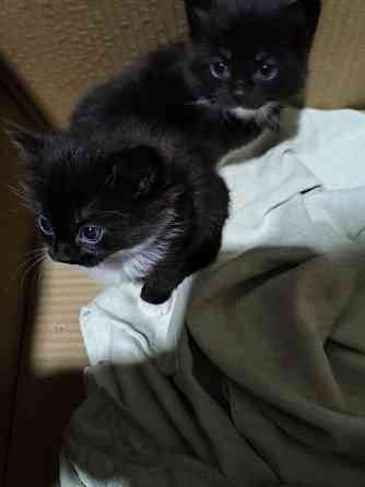 Отдам котят в добрые руки Донецк