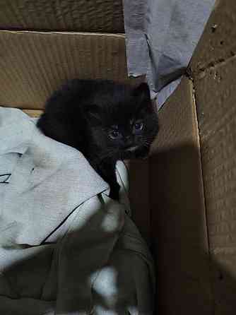 Отдам котят в добрые руки Донецк