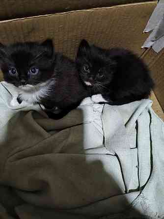Отдам котят в добрые руки Донецк