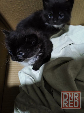 Отдам котят в добрые руки Донецк - изображение 3